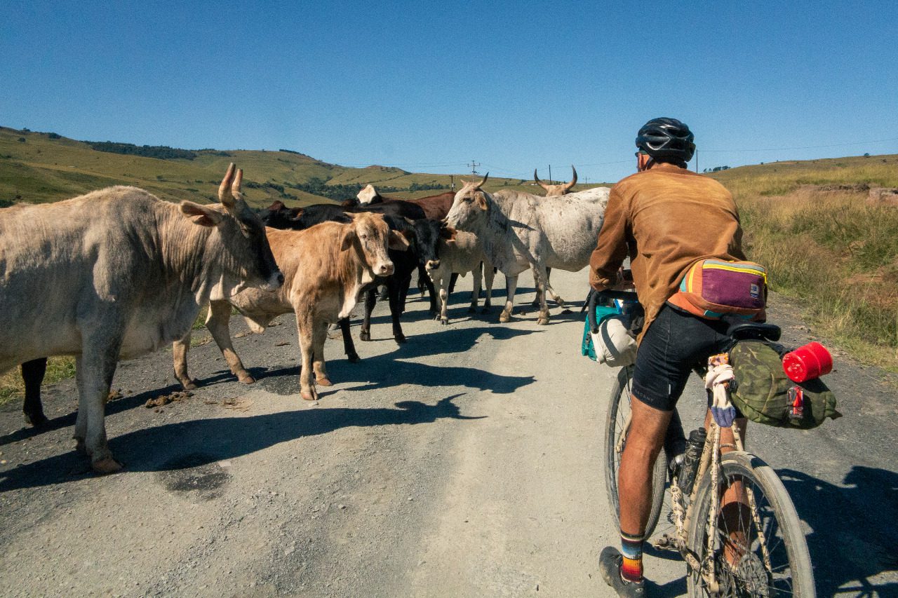 Cows in the way South Africa